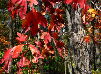 Sassafras on SGL #108 (seen on the October tour)