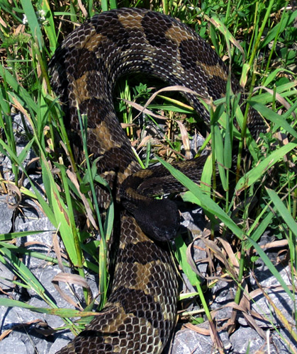 timber rattlesnake coiled to strike