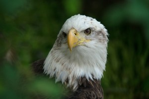 Bald eagle by  e_monk