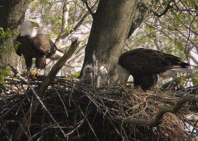 Bald eagle family