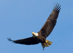 Bald eagle with fish by Ron Holmes-USFWS