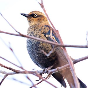 Rusty blackbird by Nicole Beaulac