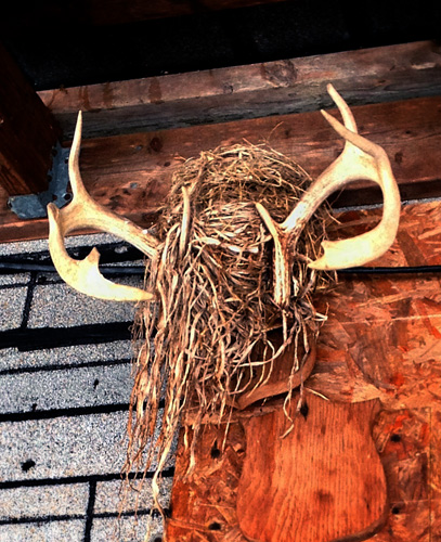 The antler nest (photo by Rachel Rawlins)