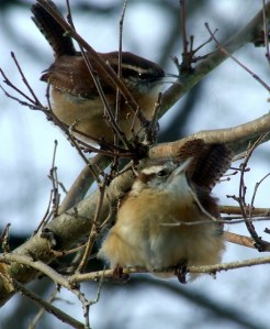 Carolina Wrens by Dave Bonta