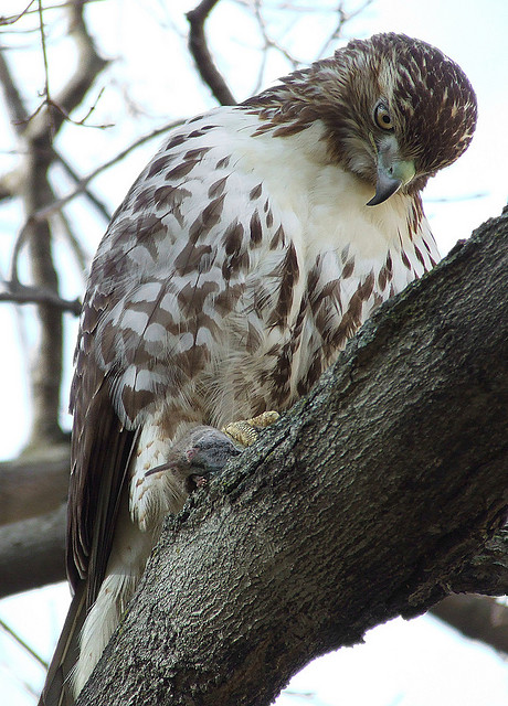 Red-tailed hawk with vole