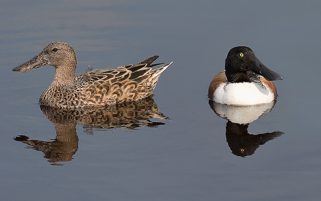 Female and male northern shoveler by Matthew Paulson