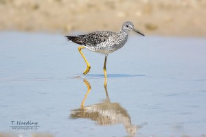 Greater yellowlegs by Tim Harding