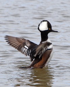 Hooded merganser by Rick Leche