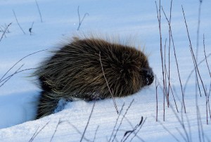 A young porcupine in deep snow by Martin Male