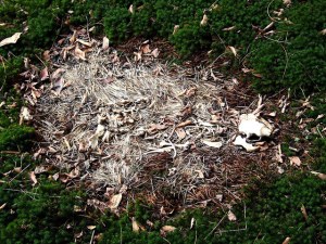 Remains of the dead porcupine in the spruce grove, 7 months later