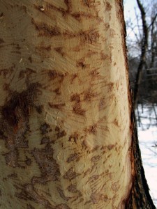 A tree de-barked by a porcupine near the spruce grove