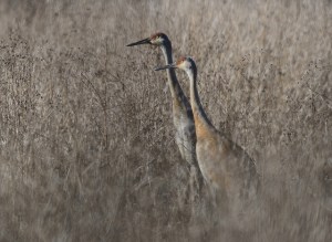 Sandhill Cranes in grass by Dave Inman