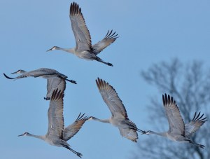 Sandhill Cranes on a crisp December Morning by Dave Inman