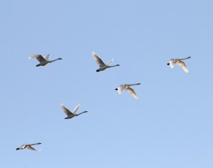 tundra swans at twilight by Mark Lehigh