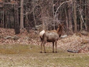 elk browsing
