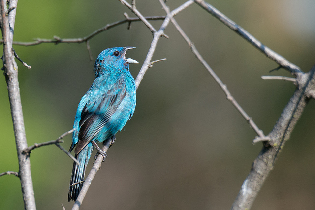 indigo bunting by Matt Stratmoen