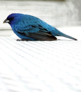 indigo bunting resting on an outdoor table