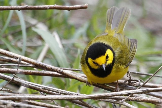 Hooded warbler by Paul Hurtado