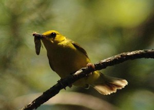 Hooded warbler female by Joby Joseph