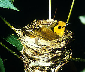 Hooded warbler on nest by USFWS