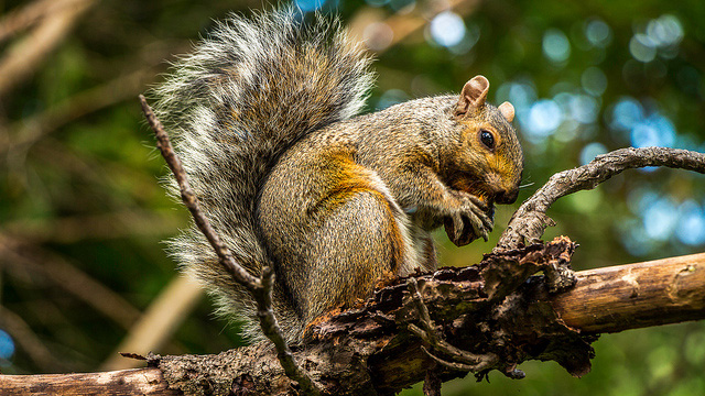 grey squirrel