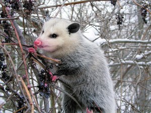 Opossum eating wild grapes