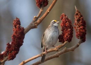 White-throated sparrow with staghorn sumac fruit