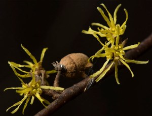 witch-hazel fruit and flowers