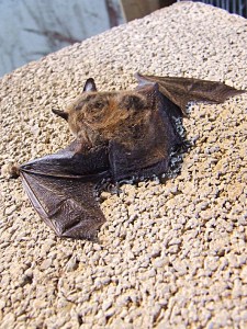 Close-up of the little brown bat in the previous photo