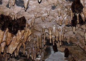 Hibernating bats among the stalactites in Woodward Cave