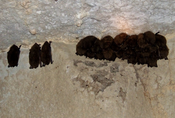 Little brown bats hibernating at Woodward Cave in central PA, February 2006