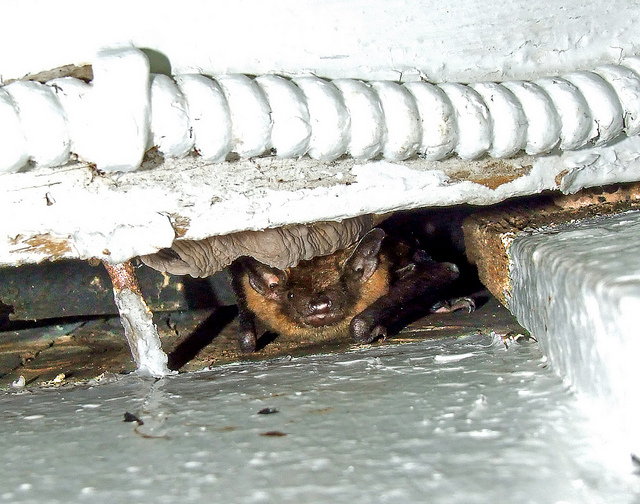 little brown bat in a crack on the side of a house