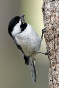 Carolina chickadee feeding its young