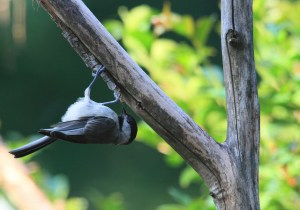 Carolina chickadee upside down