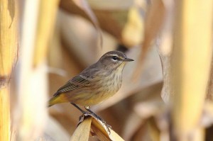 Western palm warbler juvenile