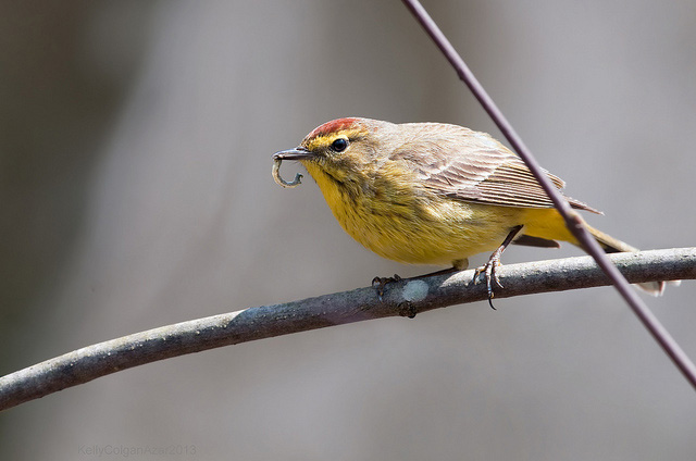 A yellow palm warbler in spring plumage with a caterpillar in its bill