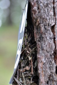 A brown creeper nest in the bark of a tree