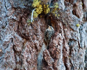 A brown creeper nestling