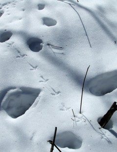 Ruffed grouse tracks