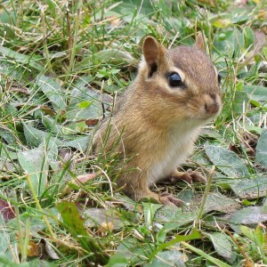 Chipmunk emerging from its two-inch burrow on January 21, 2008