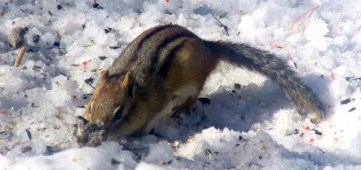 Chipmunk eating birdseed in the snow in March 2015