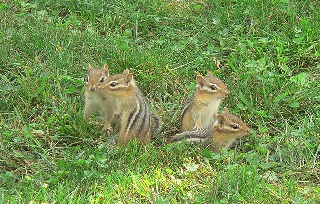Chipmunk youngsters photographed on a lawn at Skeleton Lake in Ontario