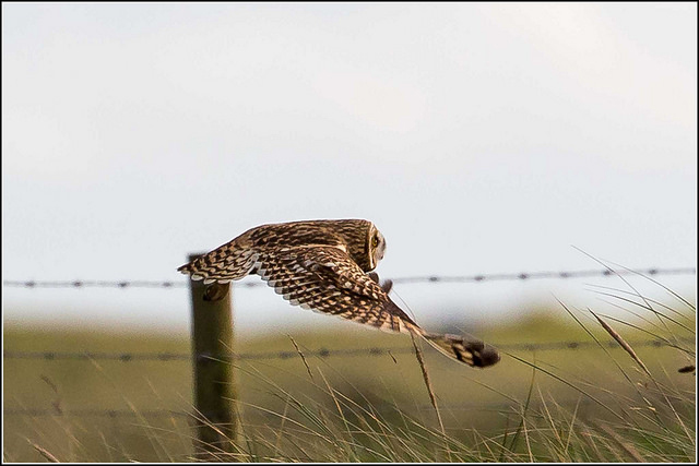 A short-eared owl in flight, filling a camera lens