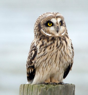 A short-eared owl that has landed on a post