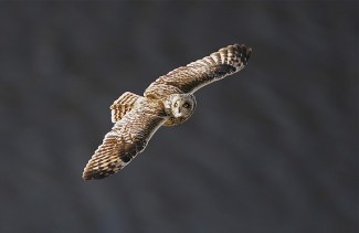 A short-eared owl flying overhead