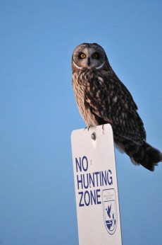 A short-eared owl at the Seedskadee National Wildlife Refuge in Wyoming