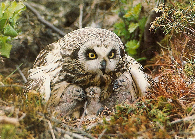Short-eared owl female with nestlings huddled beneath her