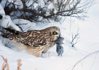 A short-eared owl holding a meadow vole