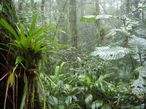 The Rio Negro cloud forest of Honduras, with large trees, epiphytes, and thick vegetation about 4800 feet elevation