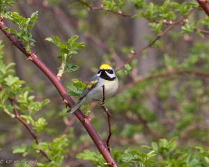 The slight blush of yellow on the chest, and the bird singing a blue-winged song, provided good evidence of a golden-winged hybrid with a blue-winged warbler to the photographer